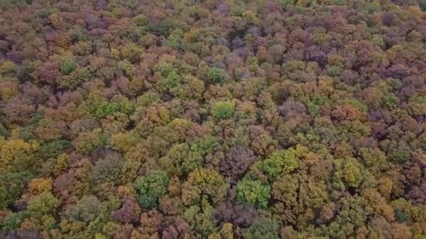 Drone Tiro Movendo Para Trás Outono Floresta Canopy Com Caminhos — Vídeo de Stock