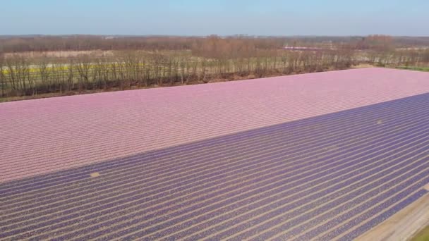 Panoramisch Uitzicht Bloeiende Nederlandse Hyacinth Fields Duin Bollenstreek Nederland Pan — Stockvideo