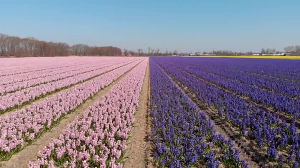 Gyönyörű Holland Jácintmező Virágzó Rózsaszín Lila Virágokkal Drónlövés — Stock videók