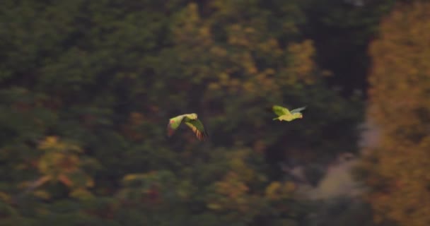 Μερικοί Παπαγάλοι Πετούν Πάνω Από Περουβιανό Δάσος Στο Περού Στιγμιότυπο — Αρχείο Βίντεο