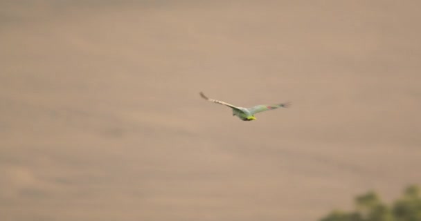 ペルーのタンボパタ国立保護区上空を飛ぶメアリーオウム — ストック動画