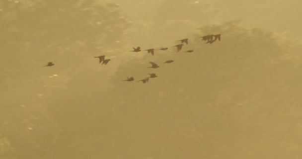 Manada Guacamayos Vientre Rojo Sobrevolando Selva Tropical Peruana Tambopata Perú — Vídeo de stock