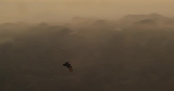 Une Chauve Souris Survolant Forêt Tropicale Tambopata Lever Soleil Pérou — Video