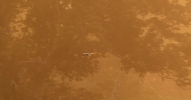 Ένας Παπαγάλος Που Πετάει Πάνω Από Τροπικό Δάσος Tambopata Στο — Αρχείο Βίντεο