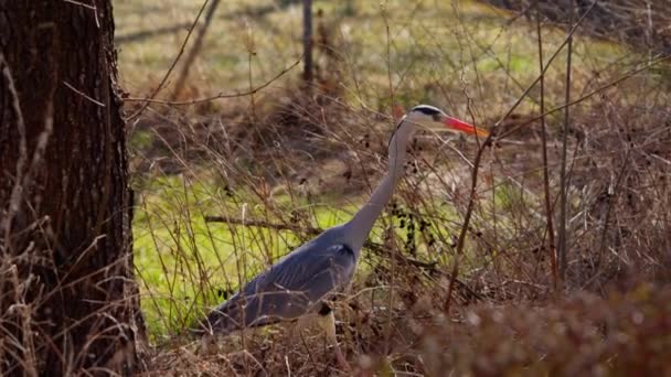 Heron Abu Abu Berjalan Melalui Semak Semak Menuju Sungai Kecil — Stok Video