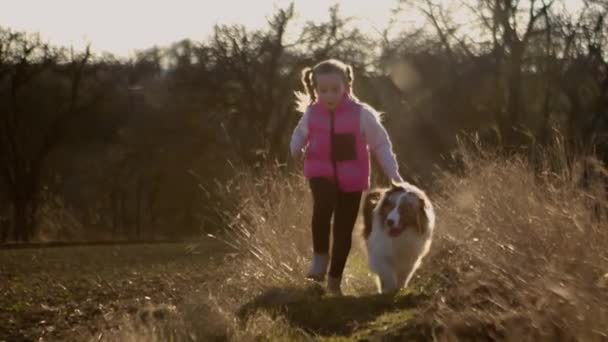 Little Blonde Girl Braids Running Australian Shepherd Sunny Meadow — Vídeo de Stock