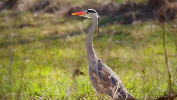 Grigio Passeggiate Più Fresche Attraverso Prato Verde Sole Prato Nel — Video Stock