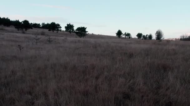 Aerial Slow Motion Fly Yellow Grass Field Gower Drone — Vídeos de Stock