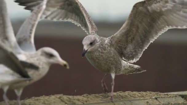 Möwe Lädt Durch Springen Ausstrecken Und Flügelschlagen Eine Andere Möwe — Stockvideo