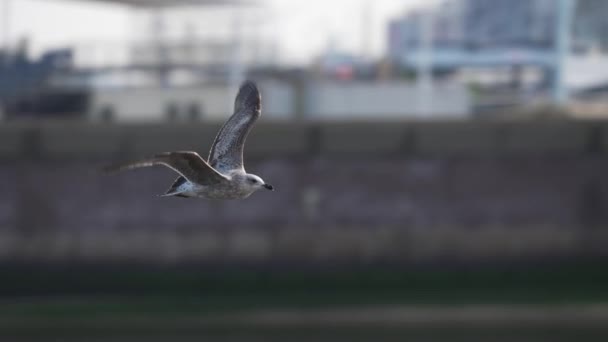 Gray Seagull Fluttering Wings Flying Dutch Seashore Rainy Weather Track — Vídeo de Stock