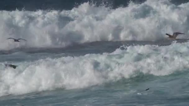 Gulls Flying Storm Waves Monterey Bay California — Stockvideo