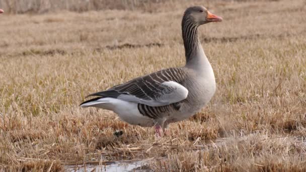 Alert Greylag Goose Looking Predators — Videoclip de stoc