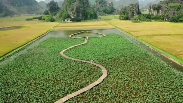 在亚洲的稻田里 用木制心形的小径 人们在小径上行走 垂直移动的无人机图像 — 图库视频影像