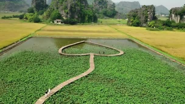 无声无息地看到了一条心形的木径 人们走在上面 四周环绕着亚洲稻田 — 图库视频影像