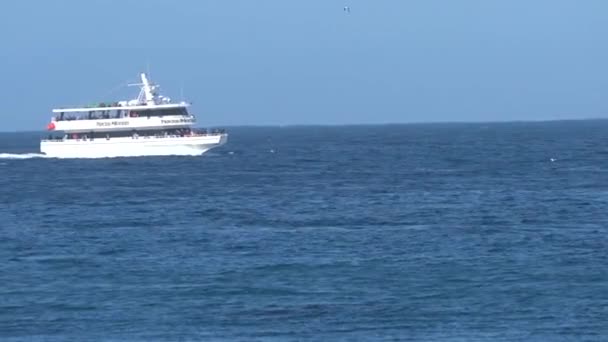 Observation Baleines Alameda Californie — Video