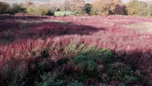 Aerial Low Dolly Field Filled Red Green Shrubs Gower Drone — Stockvideo