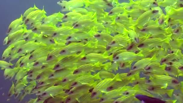 Shoal Yellow Snapper Facing Camera Super Close Coral Reef — ストック動画