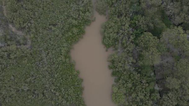 Narrow Stream Mangrove Forests Tallebudgera Creek Gold Coast Queensland Australia — стокове відео
