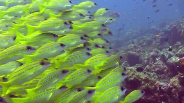 Shoal Yellow Snappers Passing Close Front Camera — Vídeo de stock