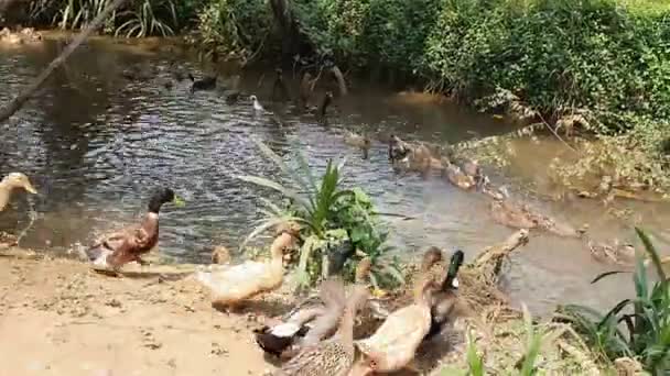 Remando Patos Nadando Granja Kerala — Vídeos de Stock