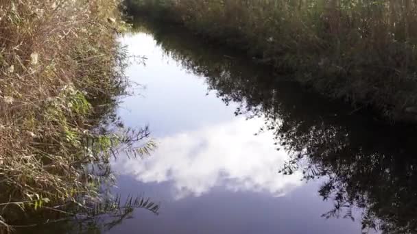 緑の植生と穏やかな静かな水の中で曇りの空の反射と池の川の水の小さなストリーム — ストック動画