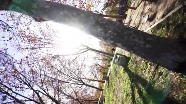 버티고 효과는 햇볕이 내리쬐는 주위를 그대로 나뭇가지가 죽음에 가까운 경험의 — 비디오
