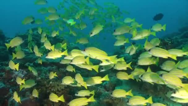 Групи Жовтих Ножиць Плавають Над Тропічним Кораловим Рифом Мальдівах — стокове відео