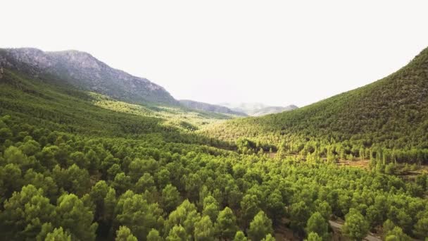 Lush Green Forest Mountain Landscape Sunny Day Aerial Shot — Vídeo de Stock