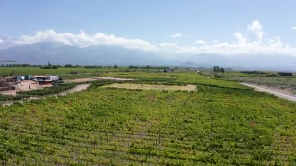 Huge Green Eco Vineyard Farm Uco Valley Argentina Aerial — Stock Video