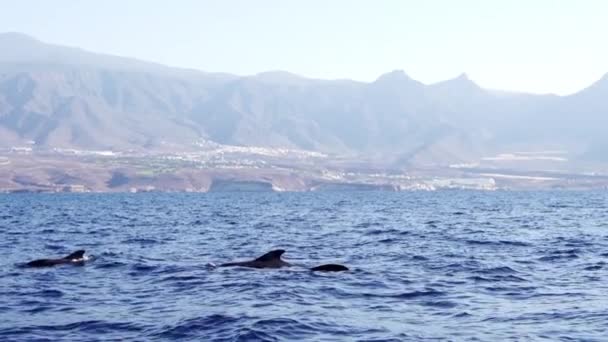 在西班牙Costa Adeje Tenerife的普通海豚聚居地 — 图库视频影像