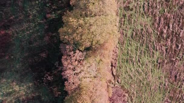 Aerial Top Fly Boomgrens Met Herfstkleuren Gower Drone — Stockvideo