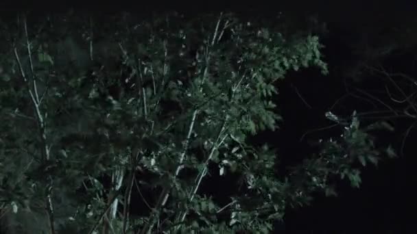 Angin Bertiup Cabang Dan Daun Pohon Malam Hari — Stok Video