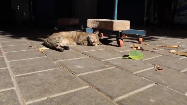 Katt Som Sover Essaouira Morocco — Stockvideo