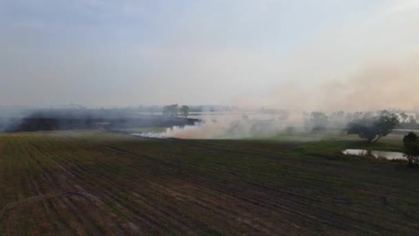 Luftaufnahmen Aus Einem Anderen Blickwinkel Dieser Hungersnot Die Bäume Und — Stockvideo