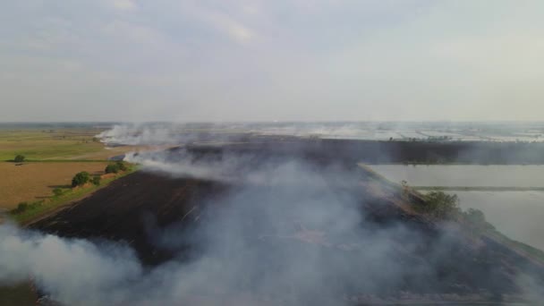 煙がまだ上昇している間 荷電農地の上空の映像 草地の燃焼 朴Pli Nakhon Nayok Thailand — ストック動画