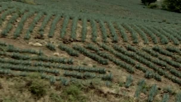 Aerial Shot Done Hang Glider Motor Flying Agave Fields Mountains — Vídeo de Stock