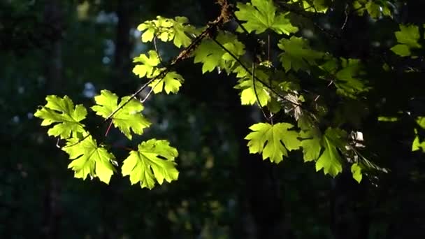 Maple Tree Blowing Wind — Stockvideo