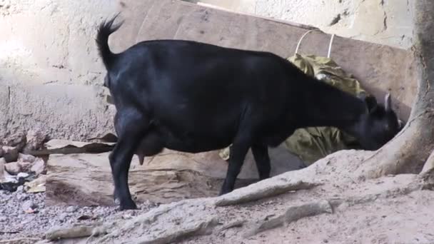 Pregnant Black Goat Looking Food Ground — стоковое видео