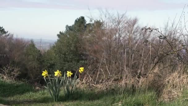 Yellow Daffodils Thick Woodland Rivington Lancashire England — стокове відео