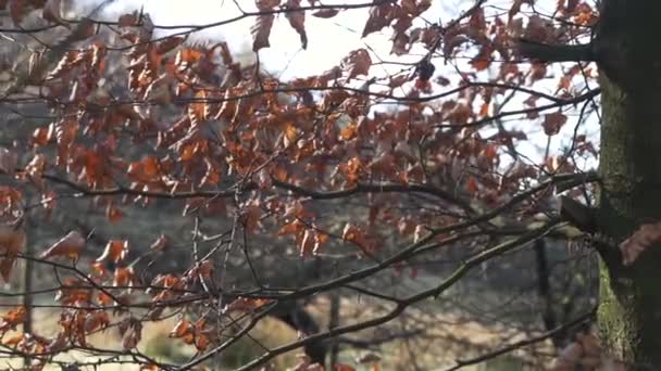 Branches Arbres Soufflant Dans Vent Rivington Angleterre — Video