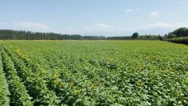 Vast Green Field Sunflower Cultivation Flown Drone — Wideo stockowe