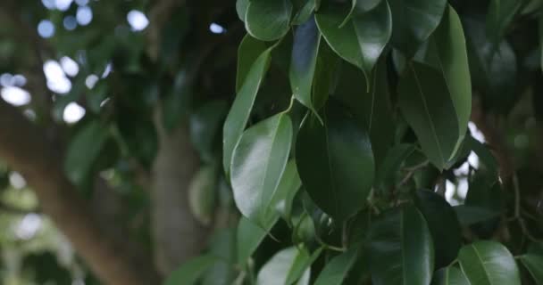 Close Lush Green Leaves Moving Wind — Stok video