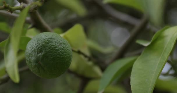 Detailní záběr nezralého citronu visícího na stromě s větrem vanoucím listí.