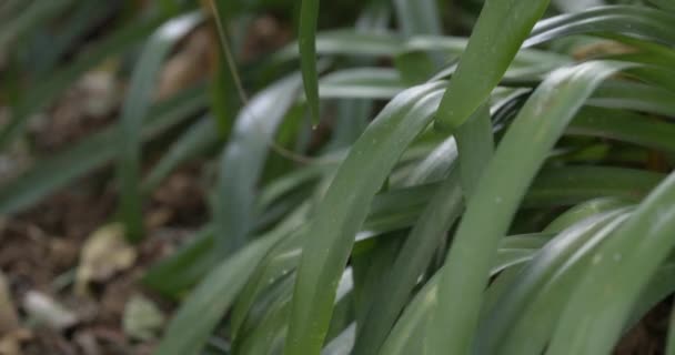 Rack Focus Dead Leaves Background Long Leaved Plant Foreground Unkept — Stock video