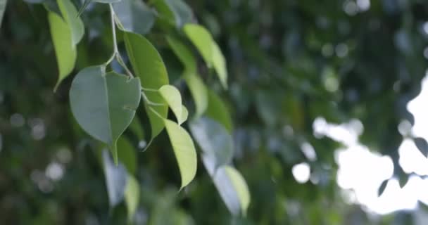 Close Backlit Lush Green Leaves Moving Wind — Wideo stockowe
