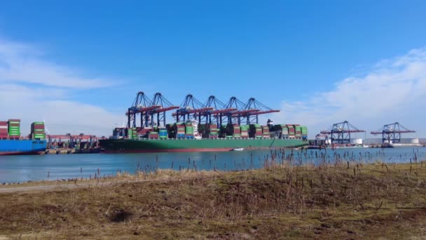 Large Container Ship Moored Gantry Cranes Terminal Port — Stock Video