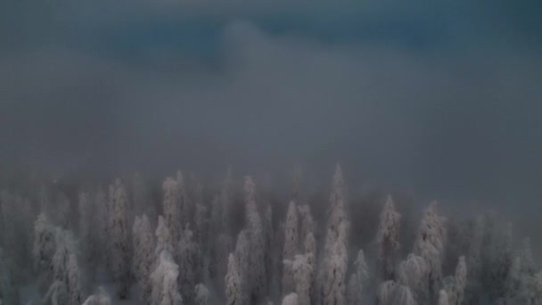 Воздушный Беспилотник Над Туманным Заснеженным Лесом Таинственный Зимний Вечер Финляндии — стоковое видео