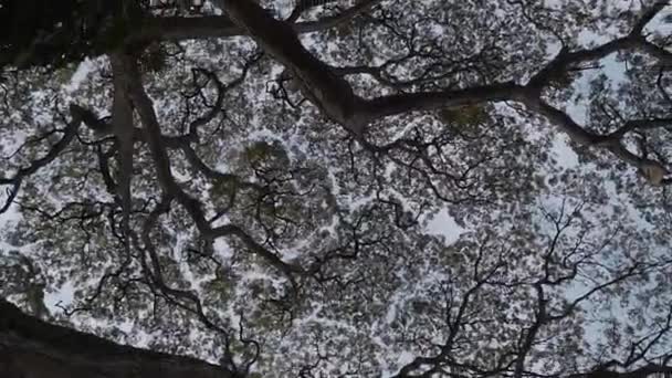 Ein Blick Nach Oben Den Ästen Die Baumkronen Bilden Spinnende — Stockvideo