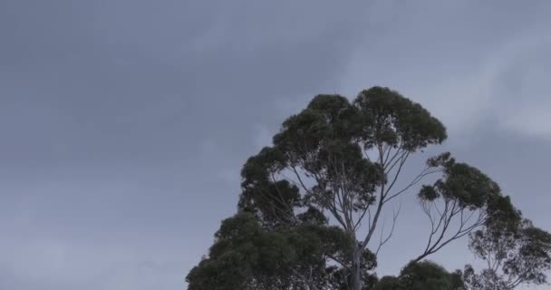 Bir Sakız Ağacı Okaliptüs Rüzgarda Esen Bulutlu Bir Gökyüzüne Karşı — Stok video