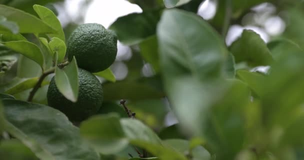 Close Limões Não Maduros Pendurados Uma Árvore Com Vento Soprando — Vídeo de Stock